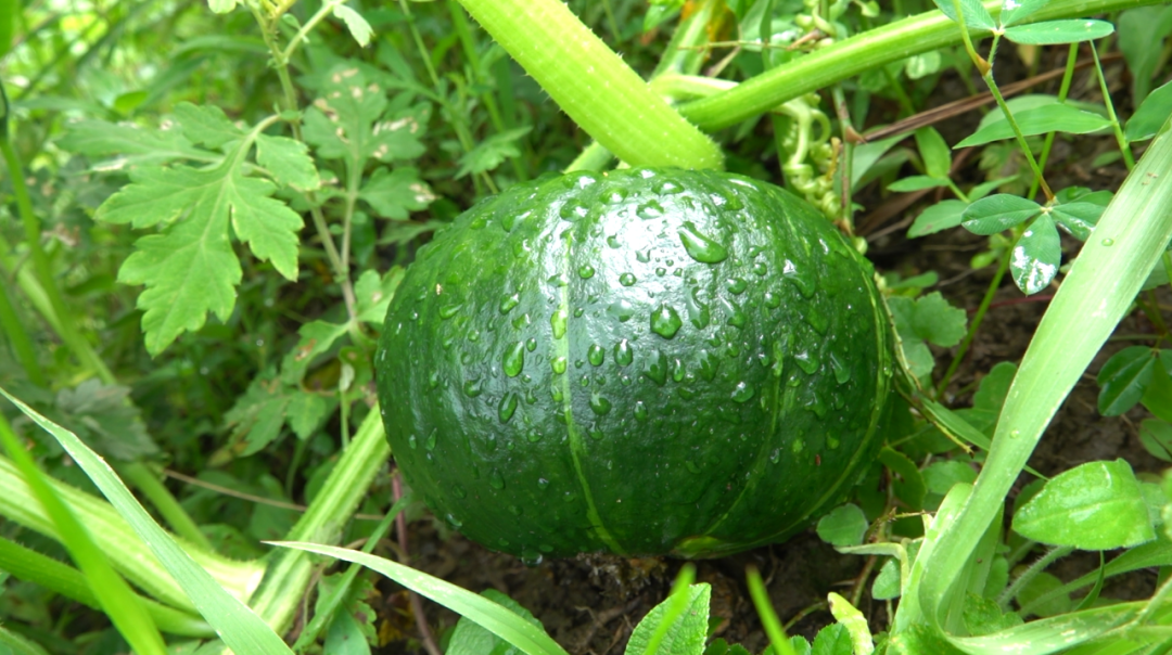 网红南瓜收益高，古蔺瓜农笑开颜！(图8)