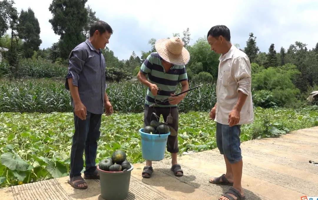 网红南瓜收益高，古蔺瓜农笑开颜！(图10)