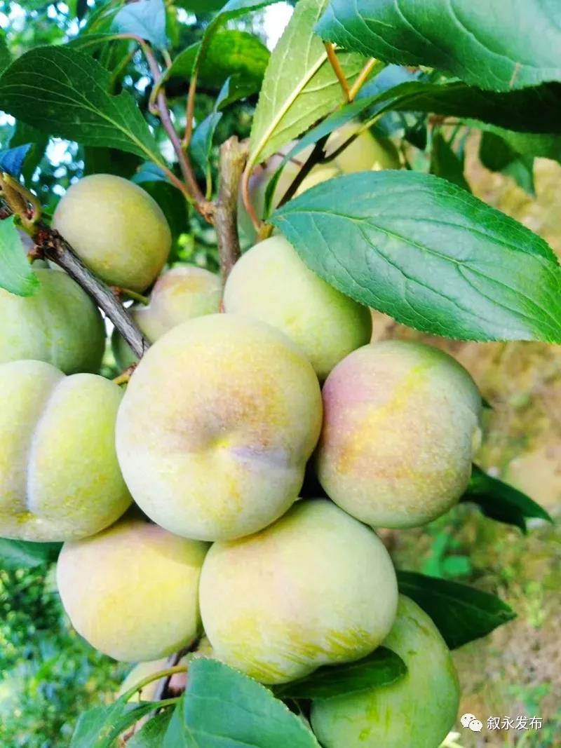 这“李”超甜！叙永赤水河凤凰李迎来采摘季(图1)