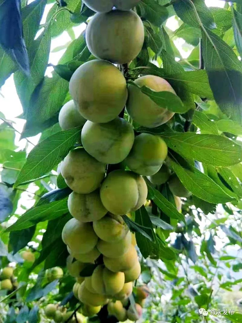 这“李”超甜！叙永赤水河凤凰李迎来采摘季(图3)