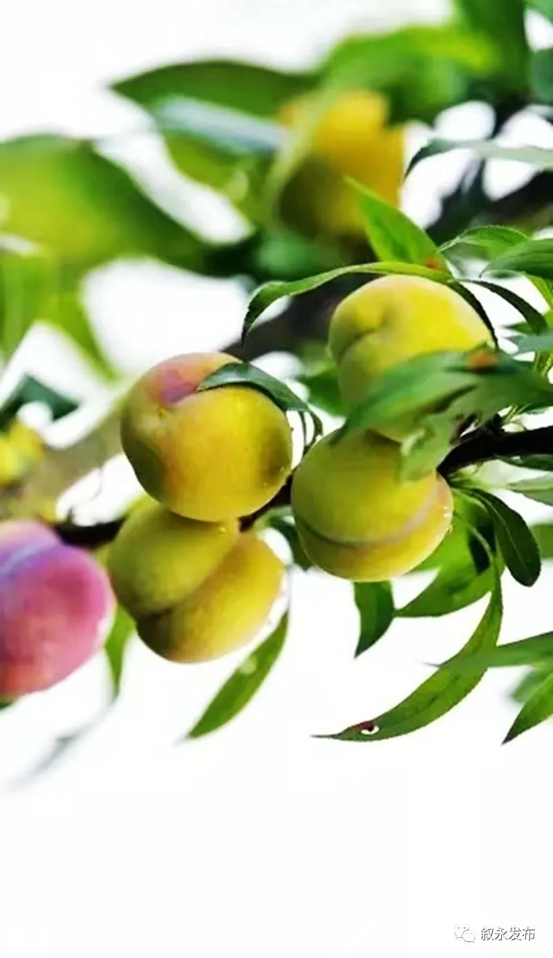 这“李”超甜！叙永赤水河凤凰李迎来采摘季(图2)