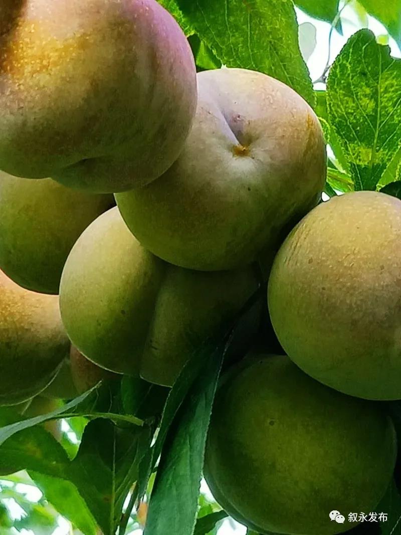 这“李”超甜！叙永赤水河凤凰李迎来采摘季(图4)