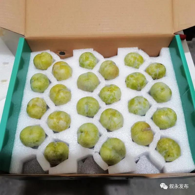 这“李”超甜！叙永赤水河凤凰李迎来采摘季(图6)