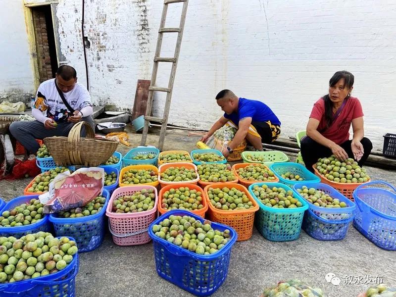这“李”超甜！叙永赤水河凤凰李迎来采摘季(图5)