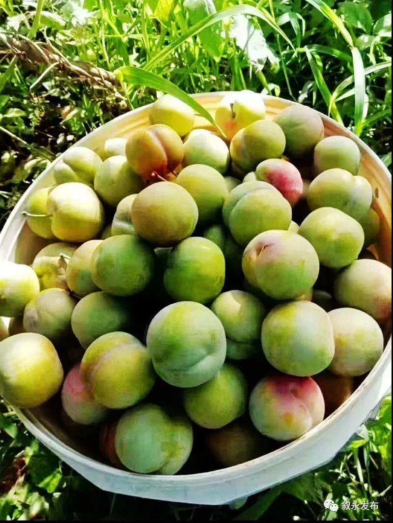 这“李”超甜！叙永赤水河凤凰李迎来采摘季(图7)