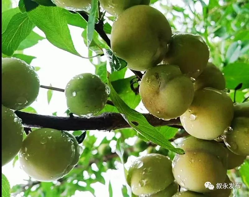 这“李”超甜！叙永赤水河凤凰李迎来采摘季(图8)