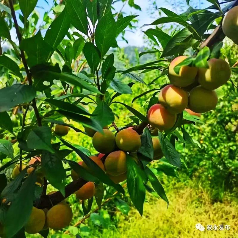 这“李”超甜！叙永赤水河凤凰李迎来采摘季(图10)