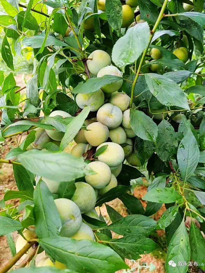 这“李”超甜！叙永赤水河凤凰李迎来采摘季(图9)