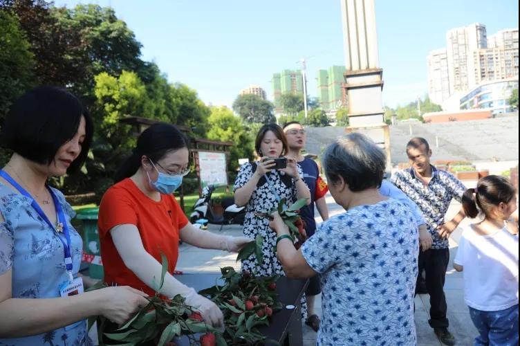 合江荔枝品鉴：摘下幸福果，共尝荔枝甜(图3)