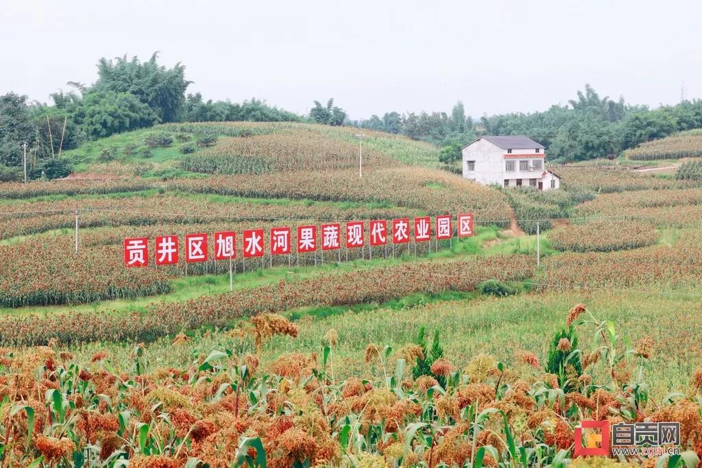 年收入可达1.7亿元！自贡这里的高粱产业如何做到的？(图2)