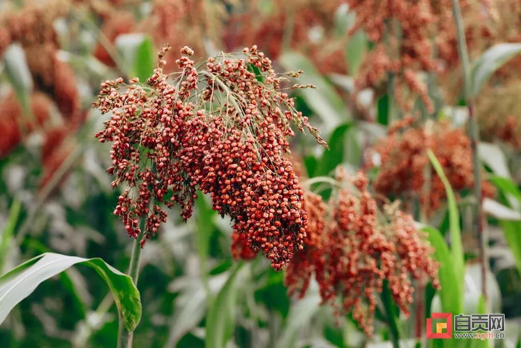 年收入可达1.7亿元！自贡这里的高粱产业如何做到的？(图3)