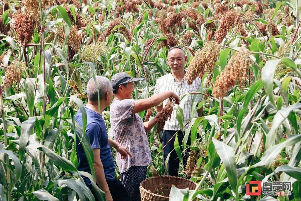 年收入可达1.7亿元！自贡这里的高粱产业如何做到的？(图4)