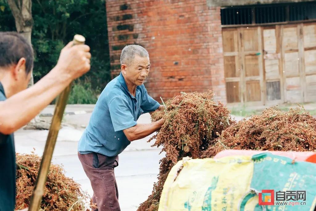 年收入可达1.7亿元！自贡这里的高粱产业如何做到的？(图5)