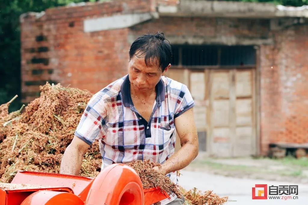 年收入可达1.7亿元！自贡这里的高粱产业如何做到的？(图6)