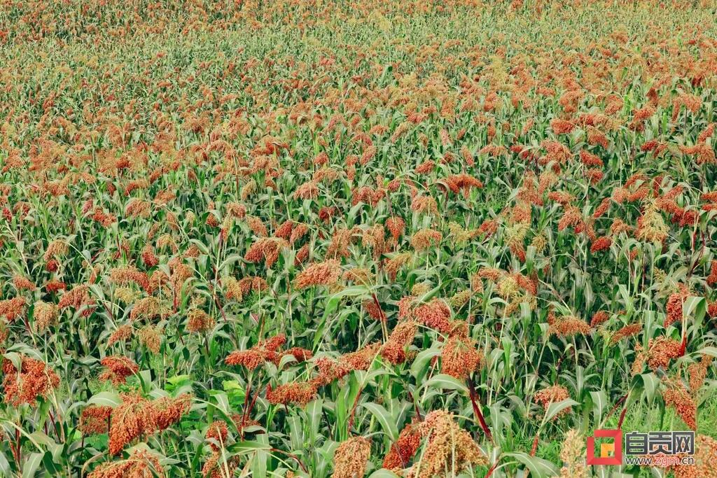 年收入可达1.7亿元！自贡这里的高粱产业如何做到的？(图7)