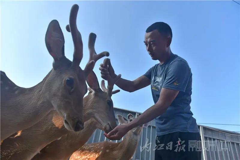 稀奇！内江小伙养了一群有角“萌物”(图1)