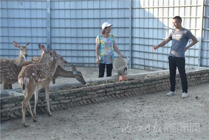 稀奇！内江小伙养了一群有角“萌物”(图4)