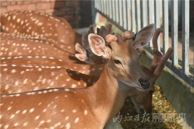 稀奇！内江小伙养了一群有角“萌物”(图5)