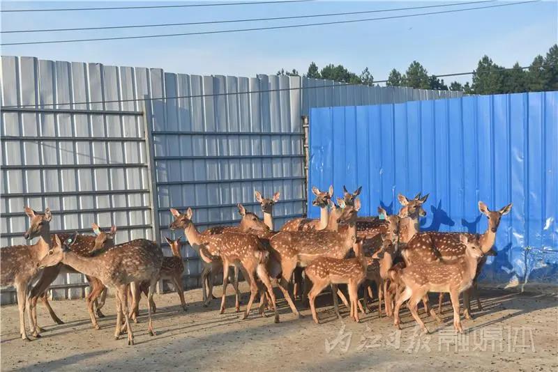 稀奇！内江小伙养了一群有角“萌物”(图7)