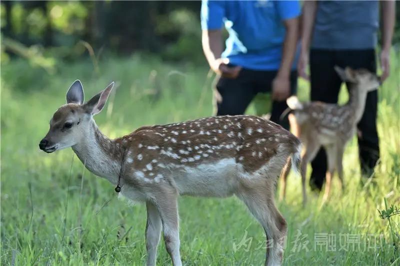 稀奇！内江小伙养了一群有角“萌物”(图8)