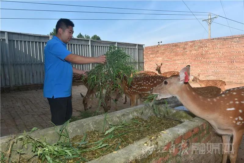 稀奇！内江小伙养了一群有角“萌物”(图9)