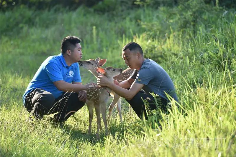 稀奇！内江小伙养了一群有角“萌物”(图10)