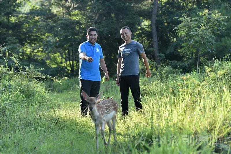 稀奇！内江小伙养了一群有角“萌物”(图2)