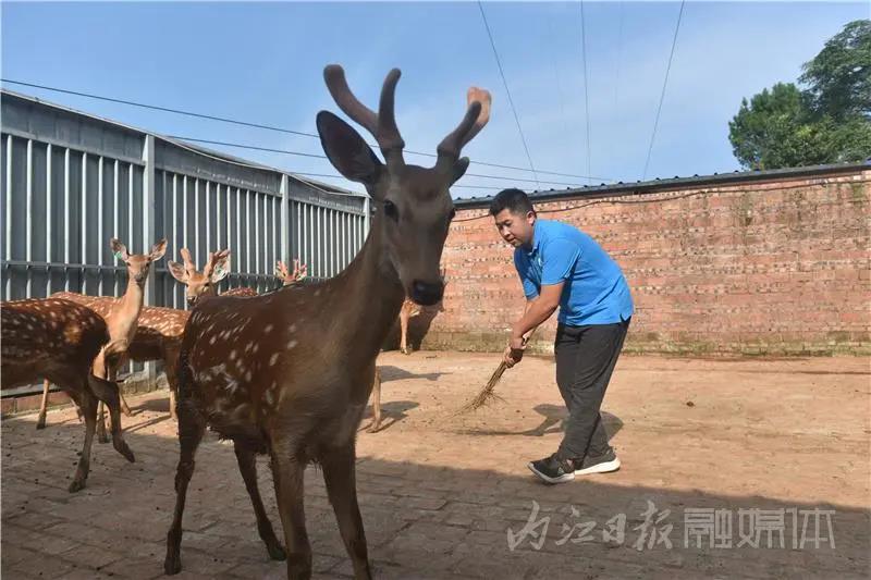 稀奇！内江小伙养了一群有角“萌物”(图3)