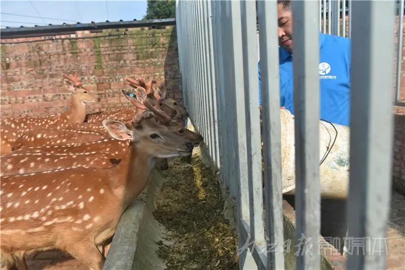 稀奇！内江小伙养了一群有角“萌物”(图12)