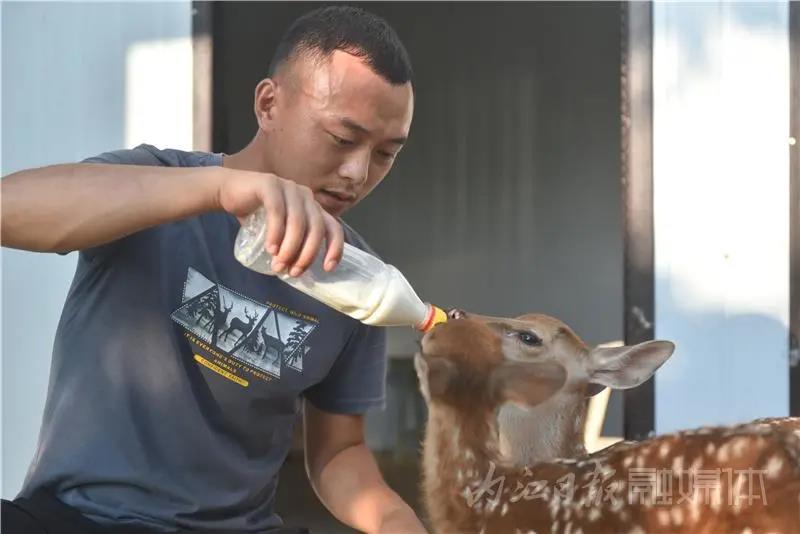 稀奇！内江小伙养了一群有角“萌物”(图13)