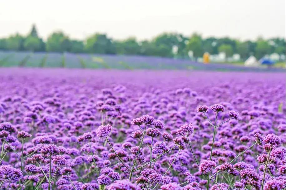 炎炎夏日，泸州这些景区免费、半价(图16)