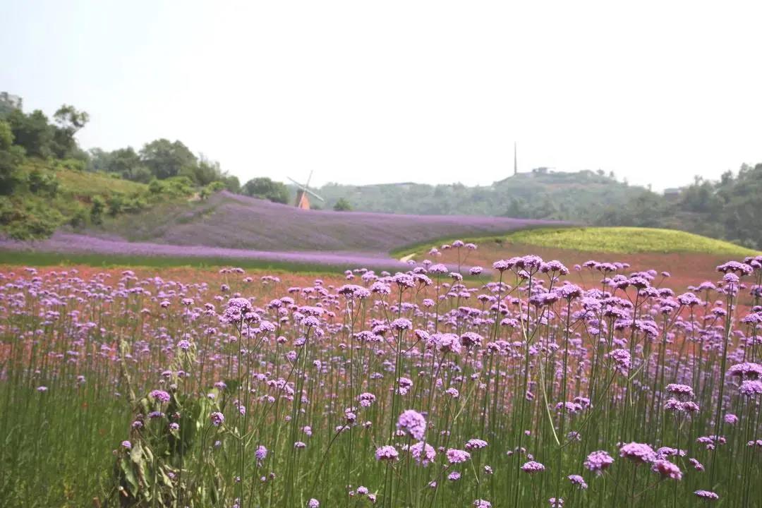 炎炎夏日，泸州这些景区免费、半价(图18)