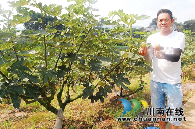 江阳区况场街道：无花果香飘致富路