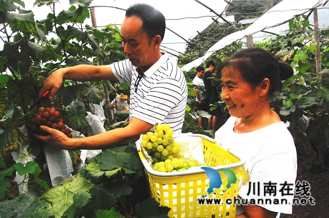 纳溪天仙硐：“清泉香”葡萄熟了，先吃后买等您来摘！