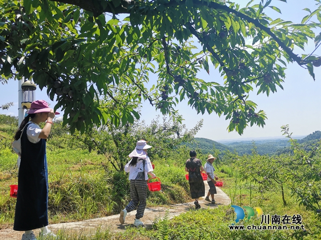 生活因“李”而甜！泸县石桥镇花果人家种植李子致富(图3)