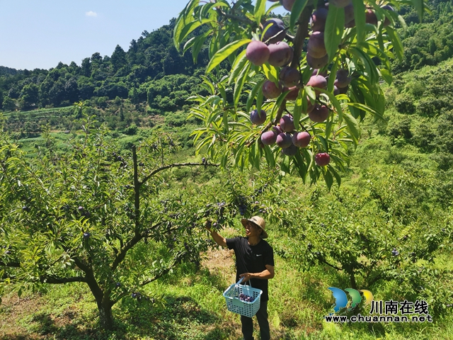 生活因“李”而甜！泸县石桥镇花果人家种植李子致富(图5)