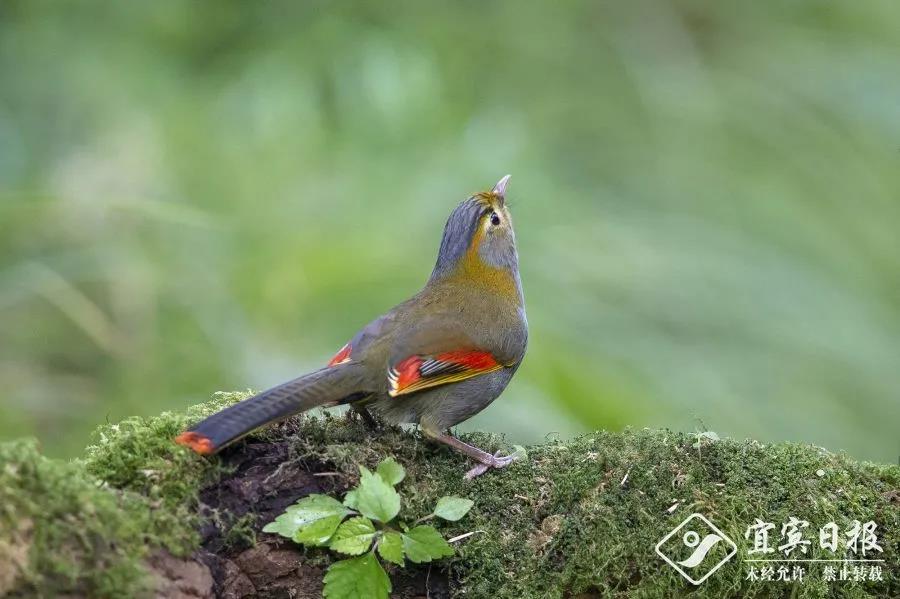 首次亮相！蹲守2天，终于拍到了宜宾这类“国宝”！(图7)