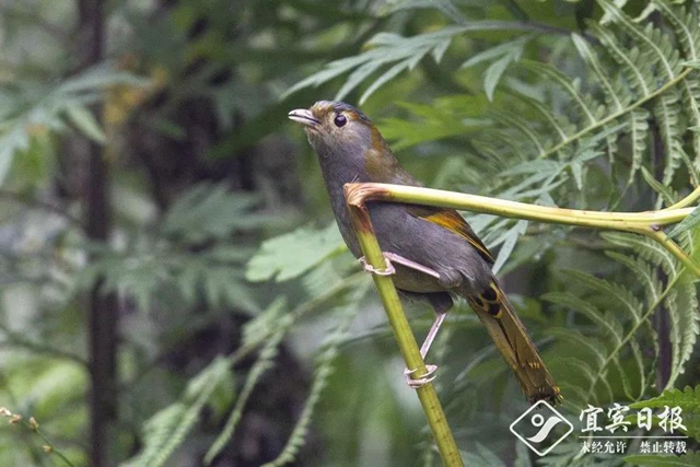 首次亮相！蹲守2天，终于拍到了宜宾这类“国宝”！(图1)