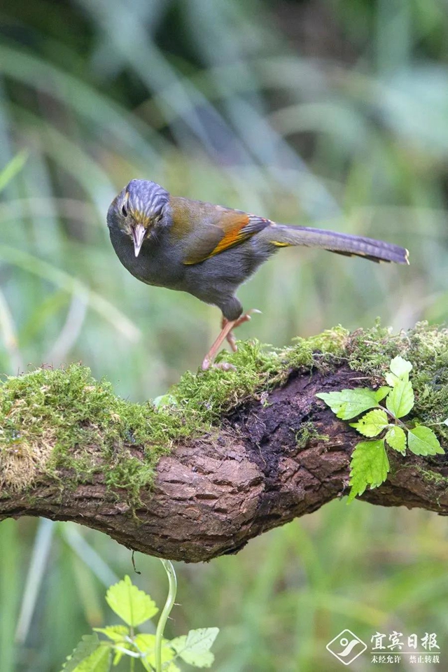 首次亮相！蹲守2天，终于拍到了宜宾这类“国宝”！(图2)