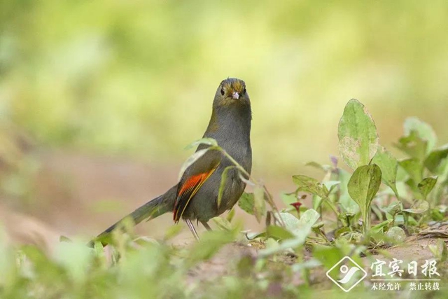 首次亮相！蹲守2天，终于拍到了宜宾这类“国宝”！(图4)