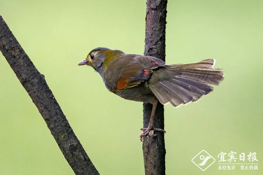 首次亮相！蹲守2天，终于拍到了宜宾这类“国宝”！(图6)