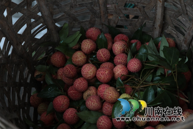 又是一年荔枝红！合江荔枝节尧坝镇分会场活动精彩纷呈(图1)