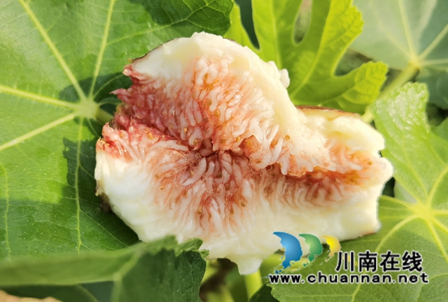 古蔺县永乐街道：新乡贤汪云友的甜蜜事业