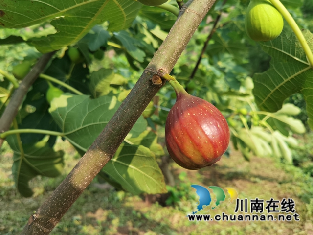 古蔺县永乐街道:新乡贤汪云友的甜蜜事业(图3) 古蔺县永乐街道:新乡贤汪云友的甜蜜事业(图3)