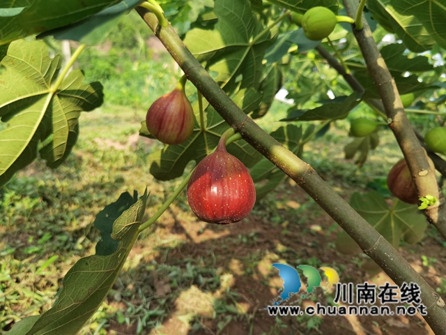 古蔺县永乐街道:新乡贤汪云友的甜蜜事业(图4) 古蔺县永乐街道:新乡贤汪云友的甜蜜事业(图4)