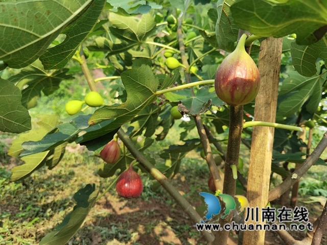 古蔺县永乐街道:新乡贤汪云友的甜蜜事业(图5) 古蔺县永乐街道:新乡贤汪云友的甜蜜事业(图5)