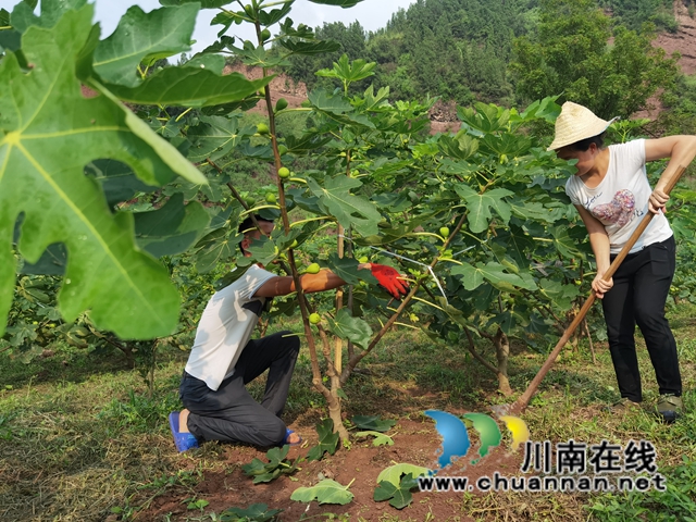古蔺县永乐街道:新乡贤汪云友的甜蜜事业(图2) 古蔺县永乐街道:新乡贤汪云友的甜蜜事业(图2)