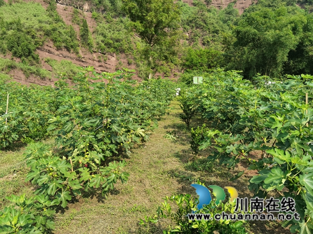 古蔺县永乐街道:新乡贤汪云友的甜蜜事业(图6) 古蔺县永乐街道:新乡贤汪云友的甜蜜事业(图6)