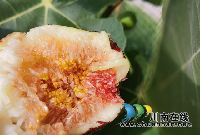 古蔺县永乐街道:新乡贤汪云友的甜蜜事业(图11) 古蔺县永乐街道:新乡贤汪云友的甜蜜事业(图11)