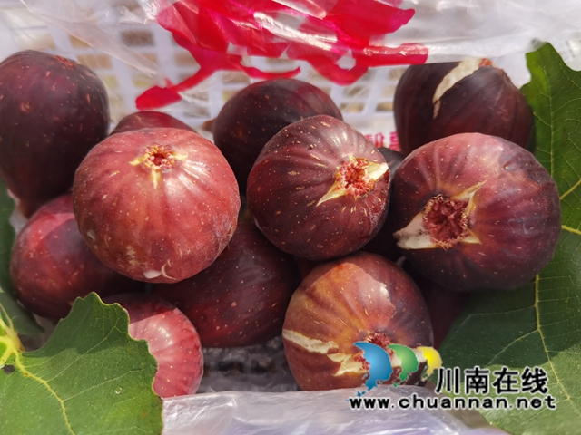 古蔺县永乐街道:新乡贤汪云友的甜蜜事业(图9) 古蔺县永乐街道:新乡贤汪云友的甜蜜事业(图9)